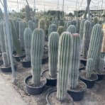 Kardón obrovský (Pachycereus pringlei) ´3v1´ - výška 120-140 cm, kont. C50L (-4°C) - STARÝ A VZÁCNY EXEMPLÁR 